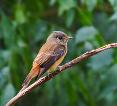 Muscicapa ferruginea