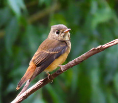 Muscicapa ferruginea