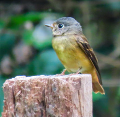 Muscicapa ferruginea