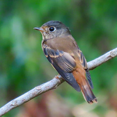 Muscicapa ferruginea