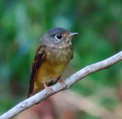 Muscicapa ferruginea