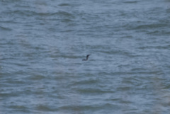Gavia stellata