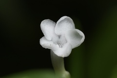 Rauvolfia verticillata