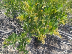 Searsia laevigata