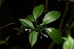 Rauvolfia verticillata