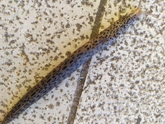 Limax conemenosi
