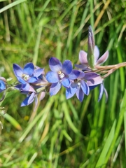 Thelymitra media