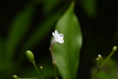 Rauvolfia verticillata