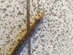Limax conemenosi