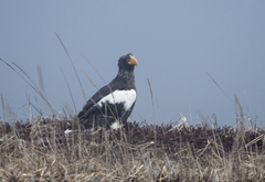 Haliaeetus pelagicus