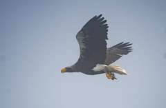 Haliaeetus pelagicus