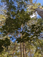 Gmelina leichhardtii