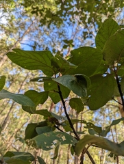 Gmelina leichhardtii