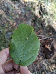 Gmelina leichhardtii