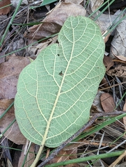 Gmelina leichhardtii