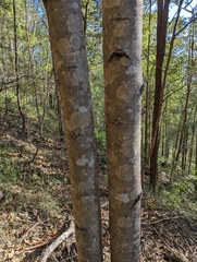 Gmelina leichhardtii