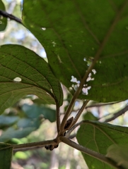 Gmelina leichhardtii