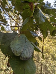 Gmelina leichhardtii