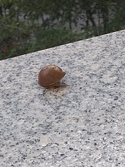 Ariophanta exilis