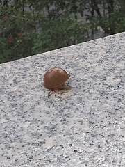 Ariophanta exilis