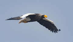 Haliaeetus pelagicus