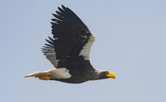 Haliaeetus pelagicus