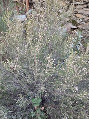 Erica australis