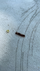 Acronicta rumicis