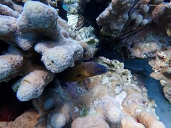 Gymnothorax flavimarginatus