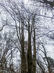 Fagus sylvatica