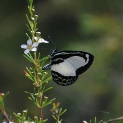 Psychonotis caelius