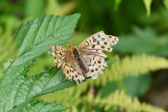 Argynnis laodice