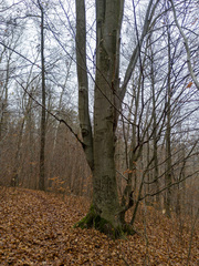 Fagus sylvatica