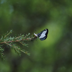 Psychonotis caelius