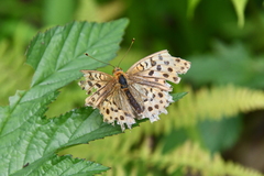 Argynnis laodice