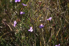 Patersonia occidentalis