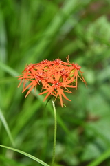 Silene wilfordii
