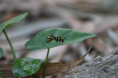 Phimenes flavopictus