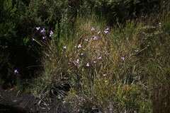 Patersonia occidentalis