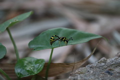 Phimenes flavopictus