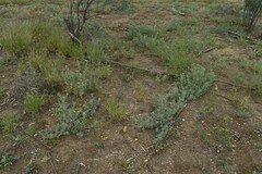 Atriplex muelleri