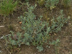 Atriplex muelleri