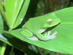 Zhangixalus taipeianus