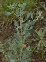 Atriplex muelleri