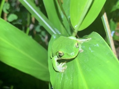 Zhangixalus taipeianus