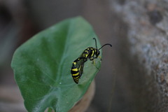 Phimenes flavopictus
