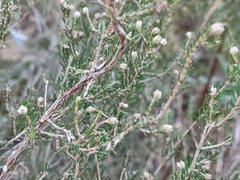 Erica australis
