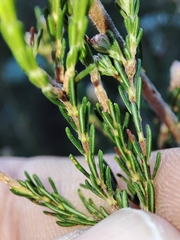 Erica australis
