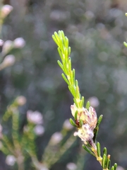 Erica australis