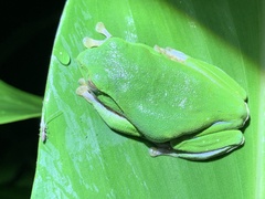 Zhangixalus taipeianus